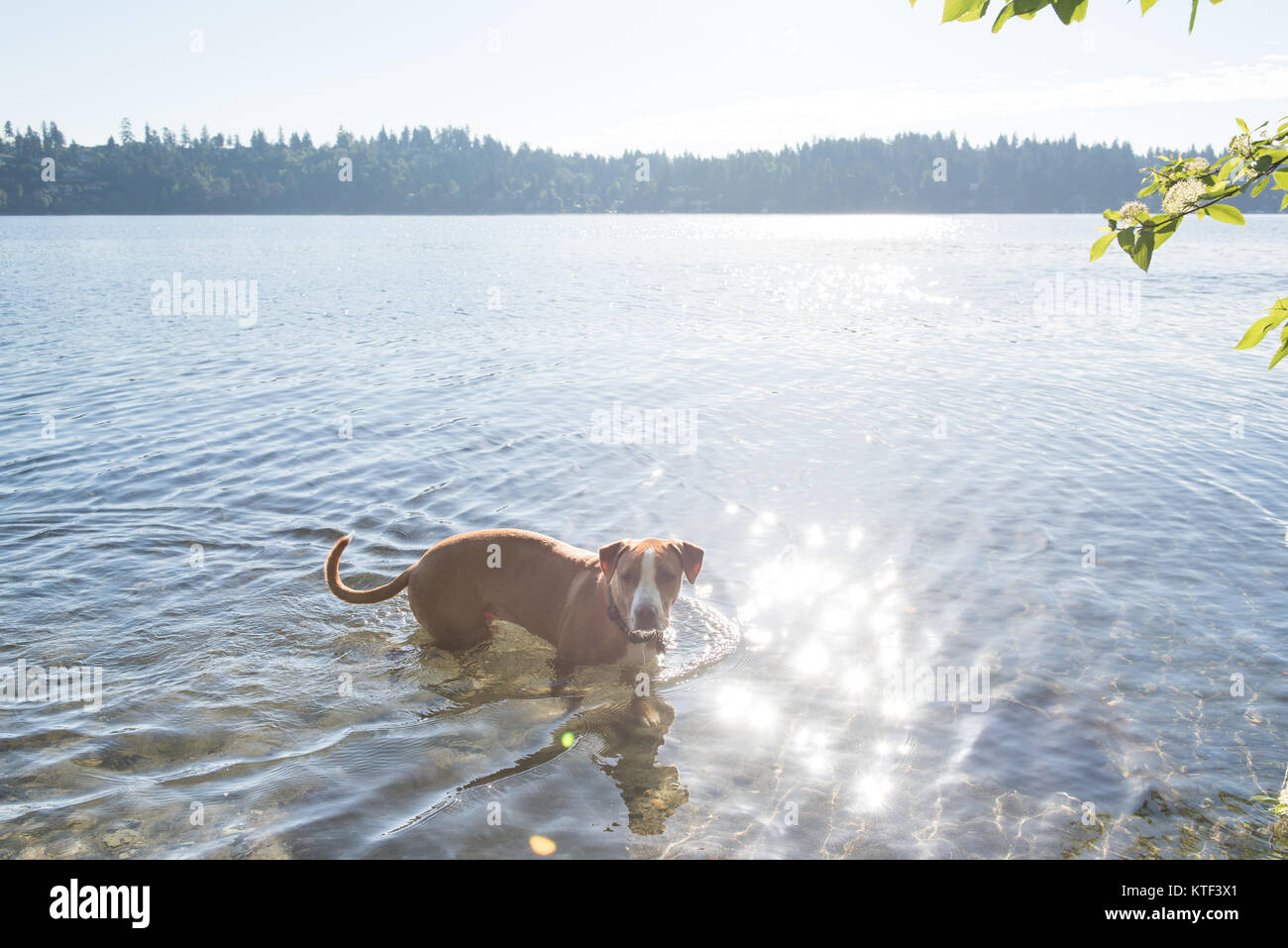Colore fulvo cane atletico giocando nel lago di mattina presto Foto Stock