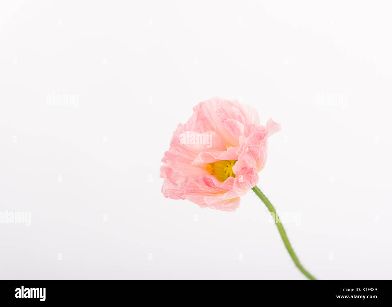 Rosa di papavero in Islanda su bianco Foto Stock