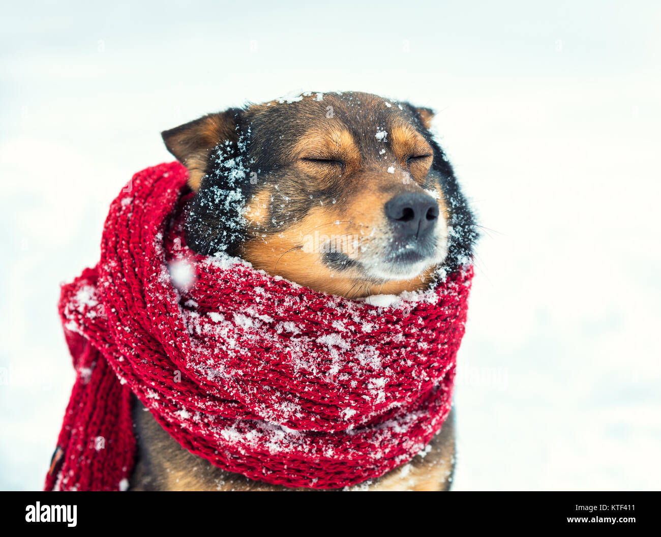 Ritratto di un cane con sciarpa lavorata a maglia legata intorno al collo a  piedi nella bufera di neve nella foresta Foto stock - Alamy