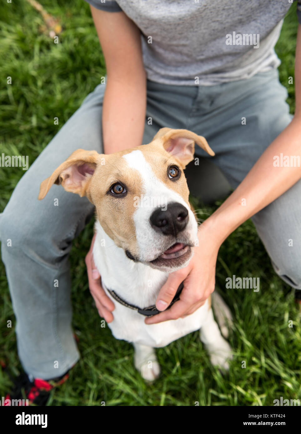 Carino giovane cane seduto accanto a amica umana Foto Stock