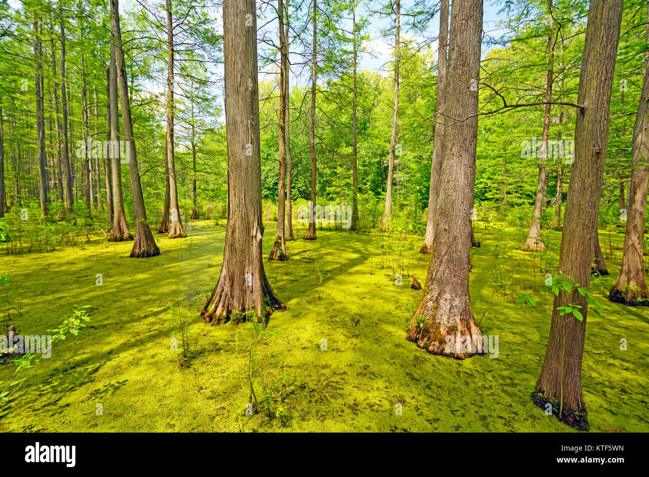Heron Pond Cypress Swamp nella cache dello stato del Fiume Area naturale in Illinois Foto Stock