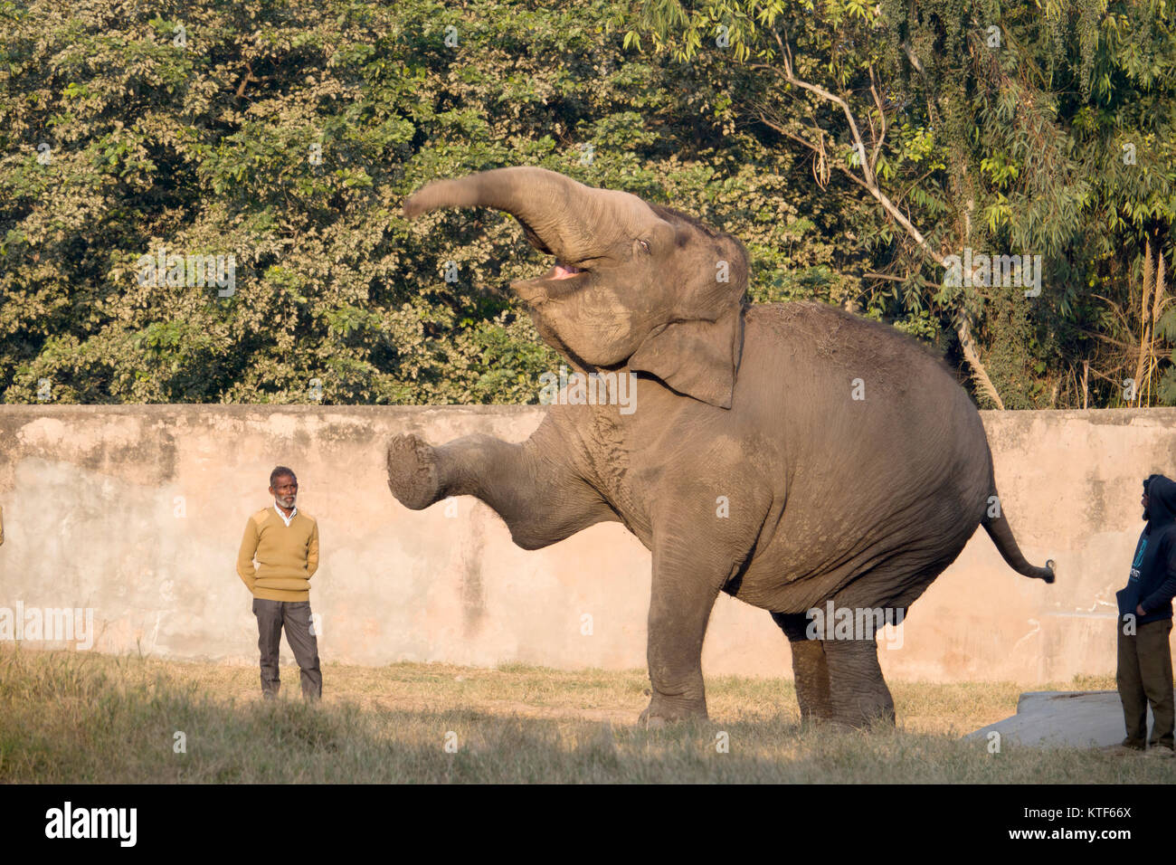Mahouts con elefanti indiani allo Zoo di Chhatbir in Punjab, India Foto Stock