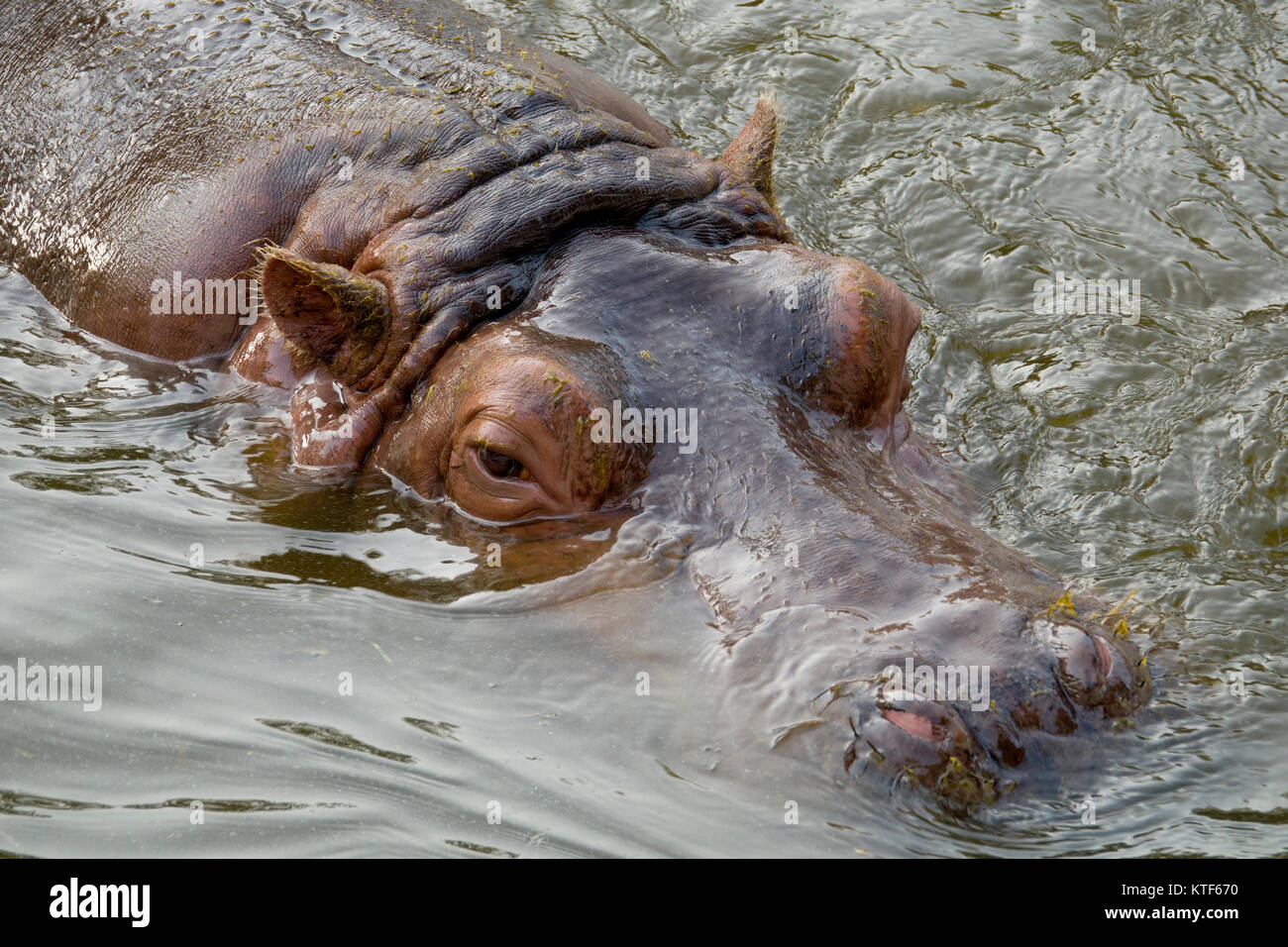 Ippopotamo (Ippona) la balneazione in acqua closeup view Foto Stock