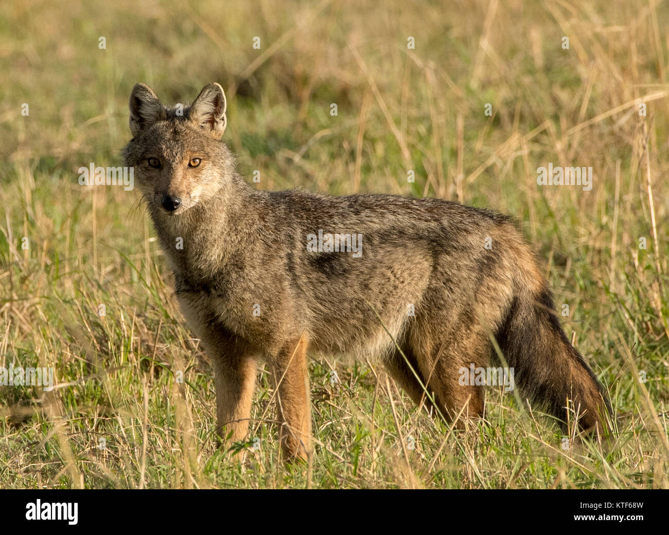 A strisce laterali (Canis adustus) jackal in piedi nella prateria Foto Stock