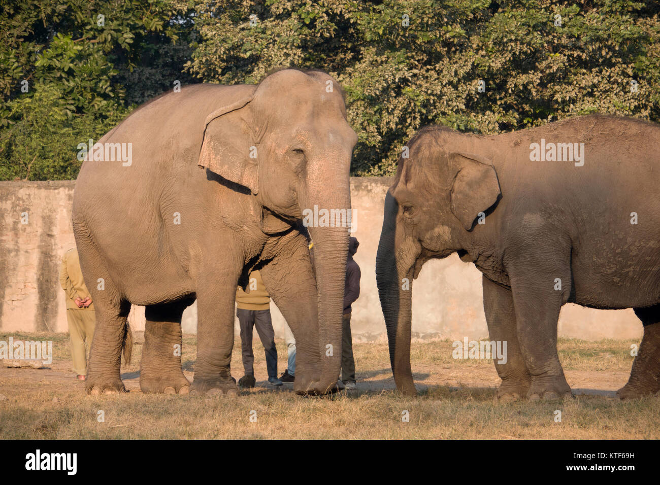 Mahouts con elefanti indiani allo Zoo di Chhatbir in Punjab, India Foto Stock