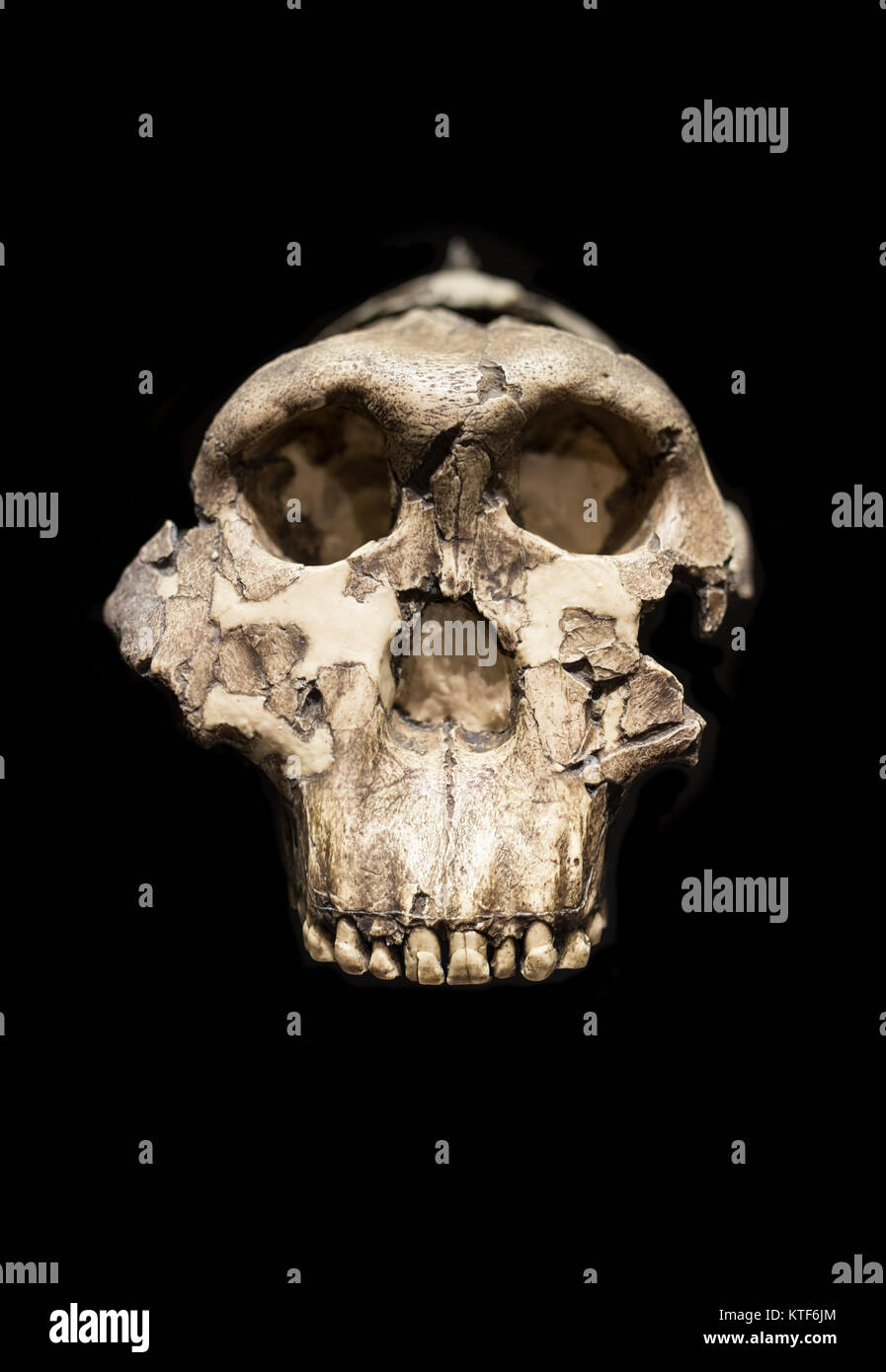 Madrid, Spagna - 11 Novembre 2017: maschio adulto cranuim di Paranthropus boisei o Australopithecus bosei. Chiamato anche OH 5. Zinj. Caro ragazzo. Nutcrakerman Foto Stock