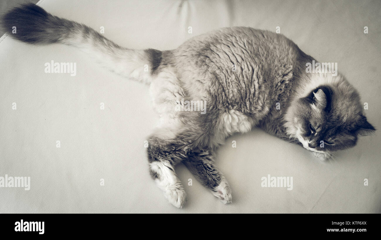 Bianco e grigio cat sul divano bianco Foto Stock