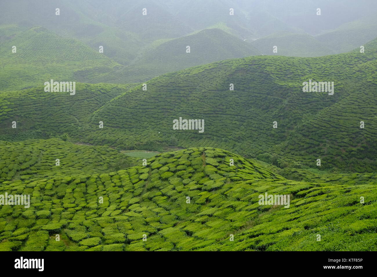 Modelli astratti di piantagioni di tè in Cameron Highlands in Malesia Foto Stock