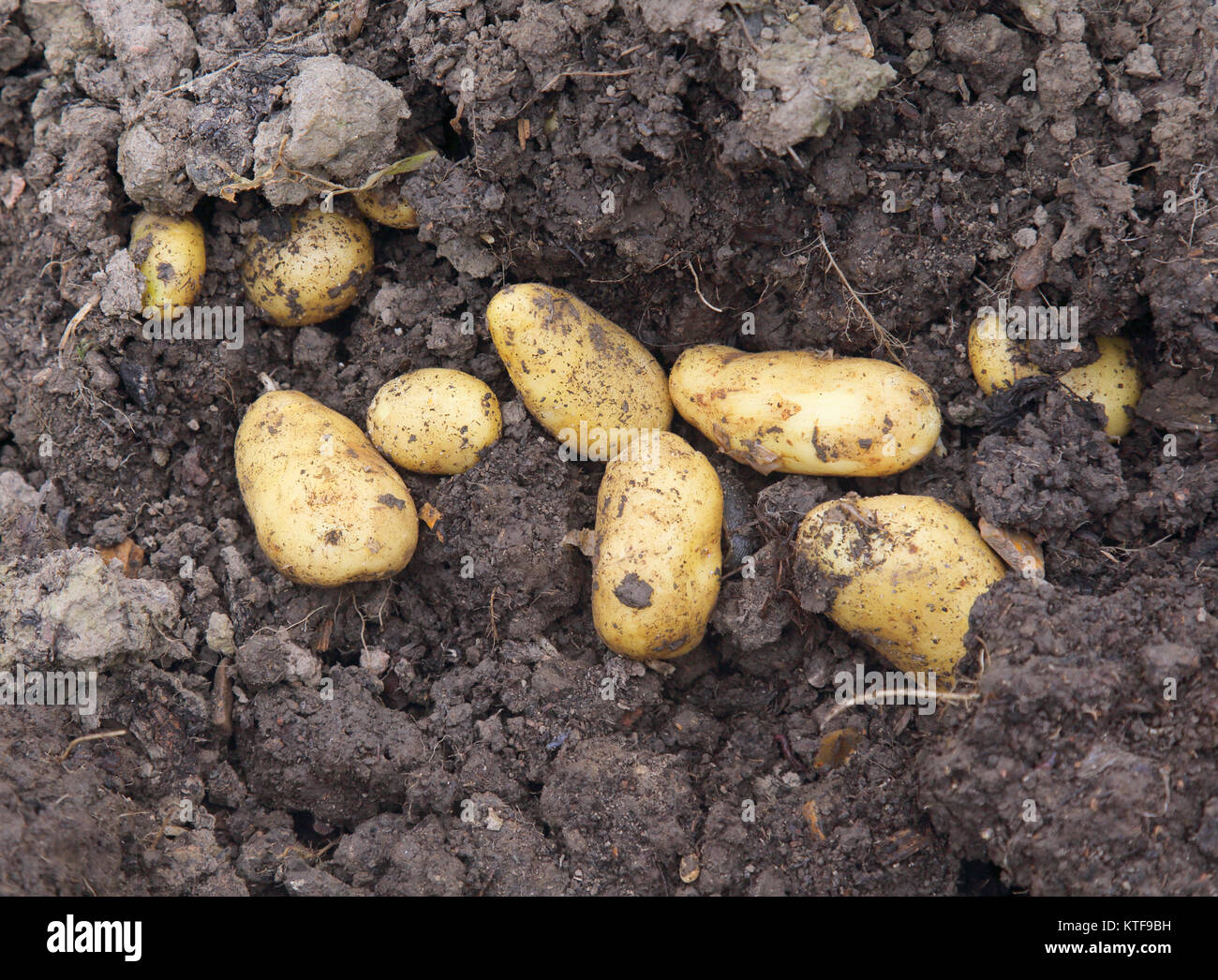 Patate scavate nel riparto in luglio Foto Stock