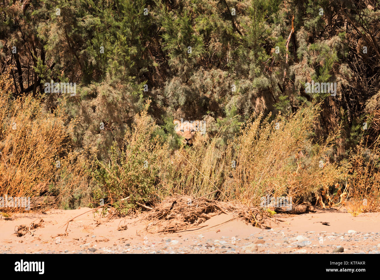 Leonessa orologi da banca del letto asciutto del fiume, Hoanib River, Kaokoland, Namibia settentrionale. Foto Stock