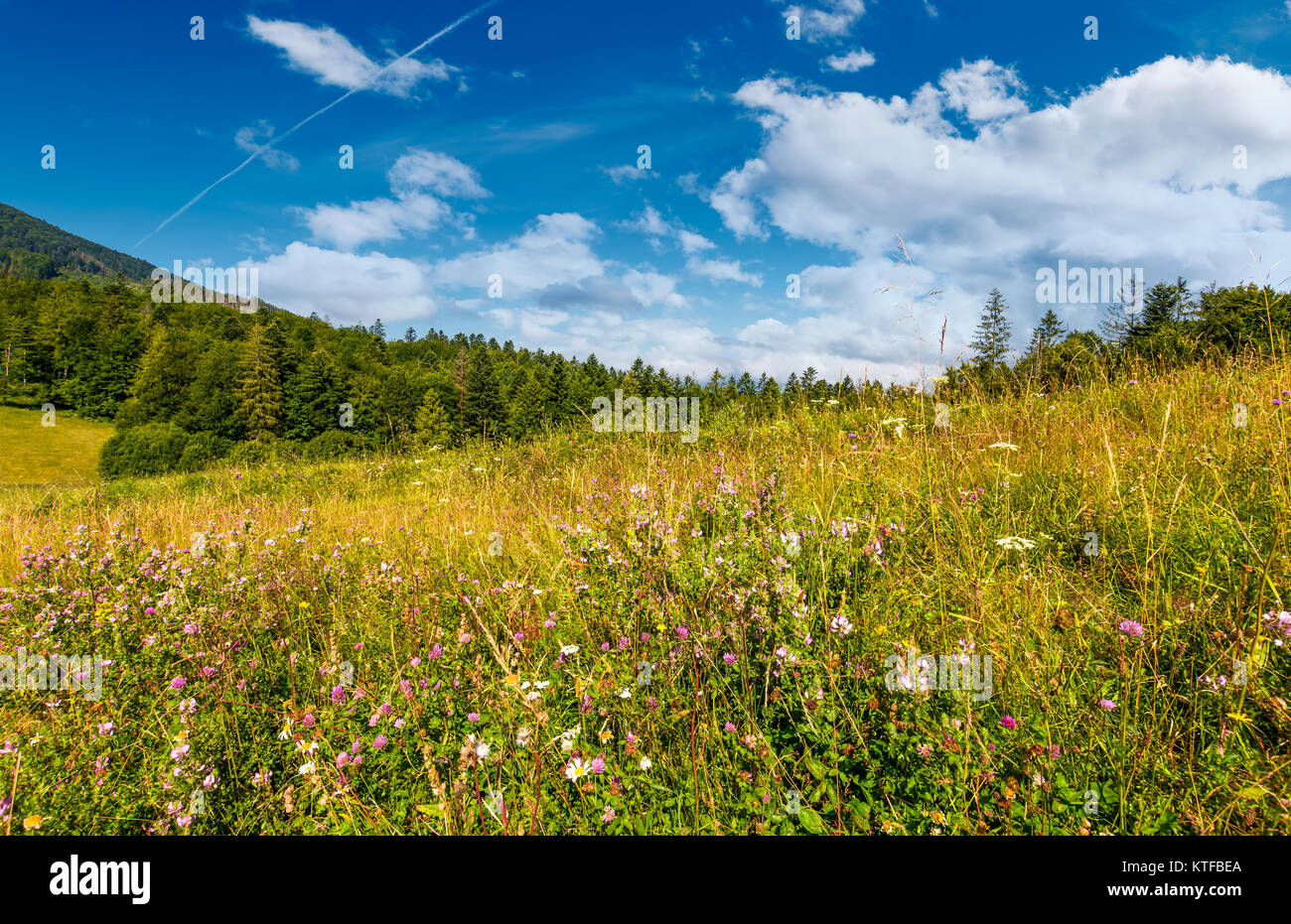 Prato erboso con erbe selvatiche e vicino alla foresta. bellissima natura paesaggio estivo in zona di montagna Foto Stock