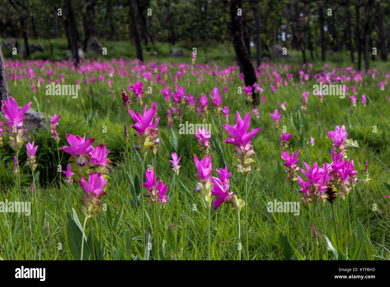 Fiori di colore rosa nella foresta fiore tipico della Tailandia Foto Stock