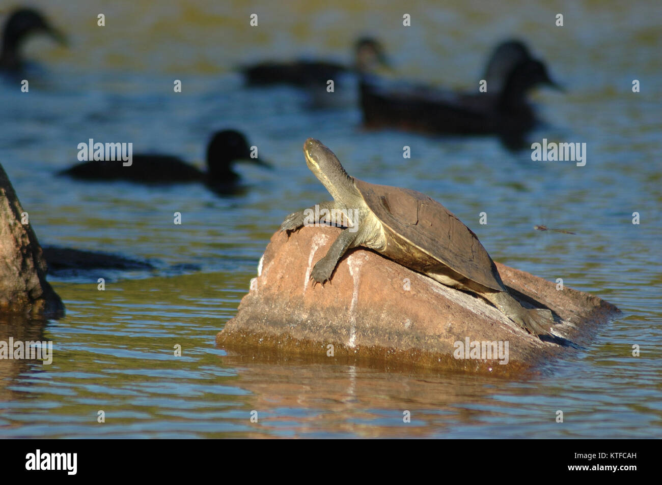 Australian tartaruga di acqua dolce il riscaldamento su una roccia Foto Stock