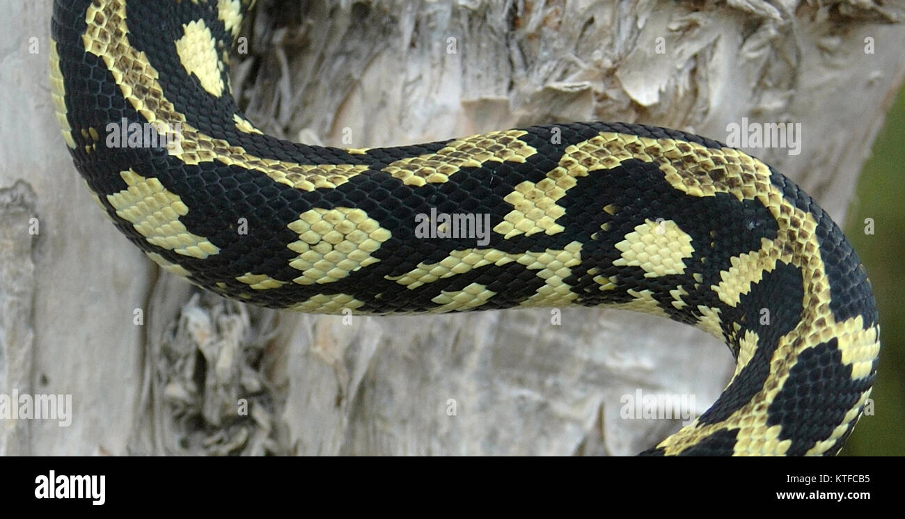 Dettaglio del modello sulla giungla Asutralian Python, Morelia spilota ...