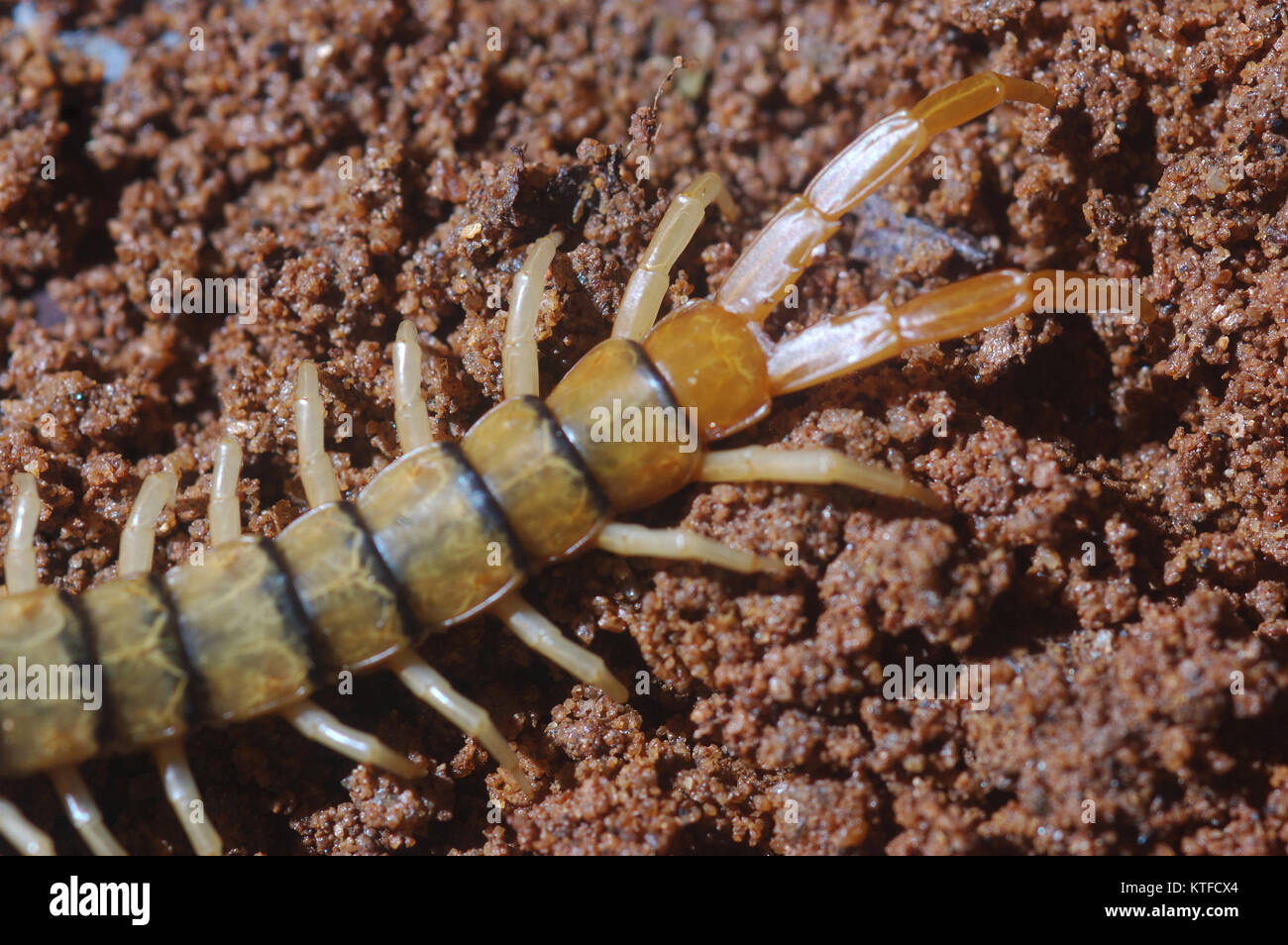 Dettaglio di stinger su centipede dal Tamil Nadu, India meridionale. Foto Stock