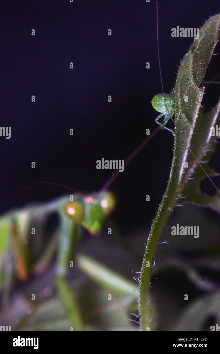 Indiano Gigantesca mantide religiosa, probabilmente Hierodula membranacea o Hierodula grandis, stalking una locusta in Tamil Nadu, India meridionale, (a volte noto Foto Stock