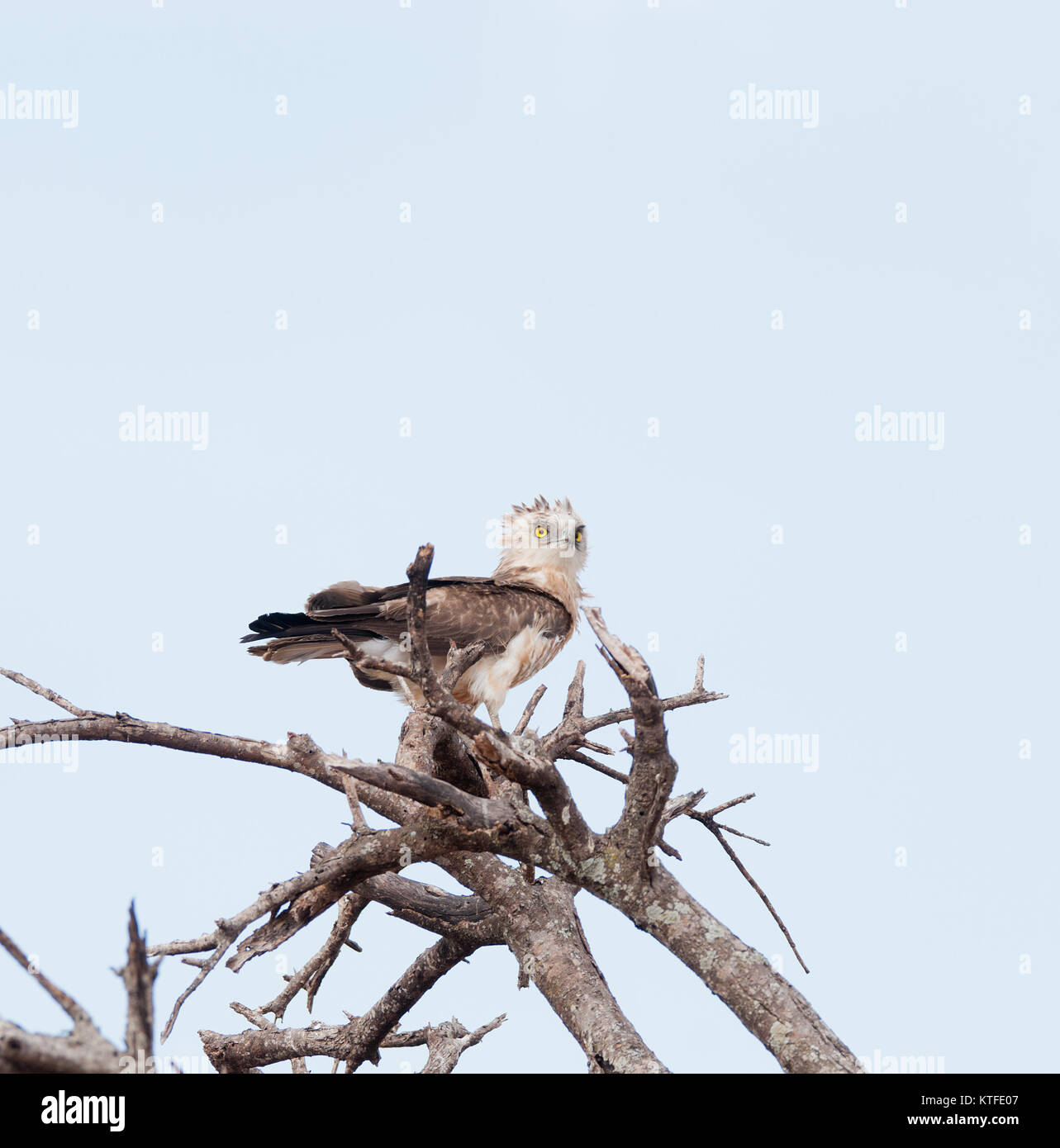 Southern nastrare Snake Eagle (Circaetus fasciolatus) nel Parco Nazionale di Tarangire e Foto Stock