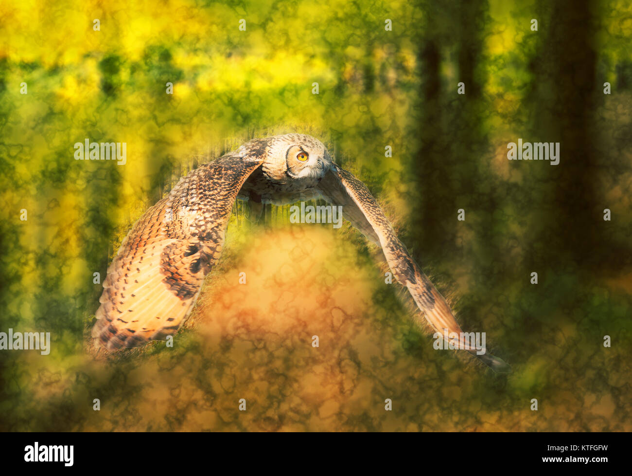Migliorate digitalmente immagine di un gufo in volo in una foresta con ali stese Foto Stock