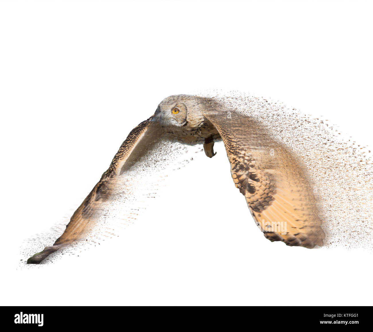 Migliorate digitalmente immagine di un gufo in volo su bianco con ali stese Foto Stock