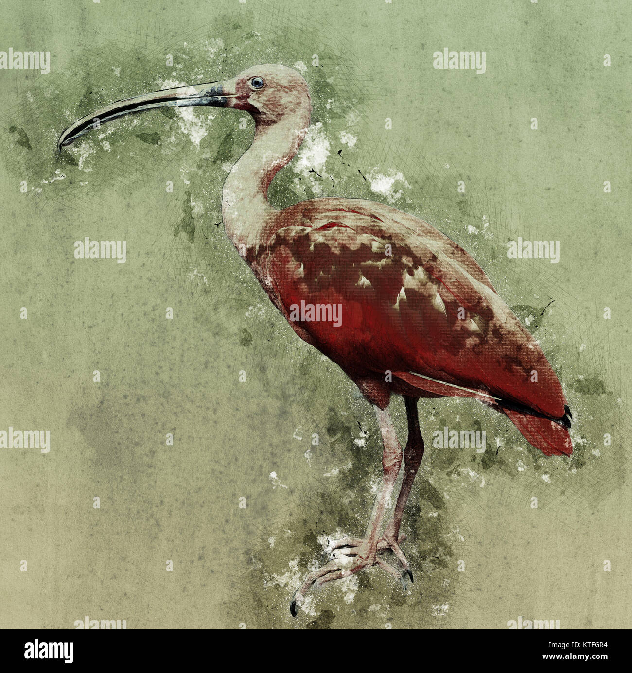 Migliorate digitalmente immagine di Scarlet Ibis (Eudocimus ruber) Vista laterale Foto Stock