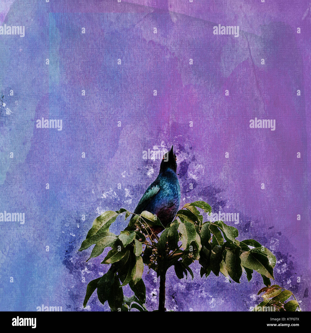 Migliorate digitalmente immagine di un maggiore Blu-eared Starling (Lamprotornis chalybaeus) fotografato nel Parco nazionale di Aberdare, Kenya Foto Stock