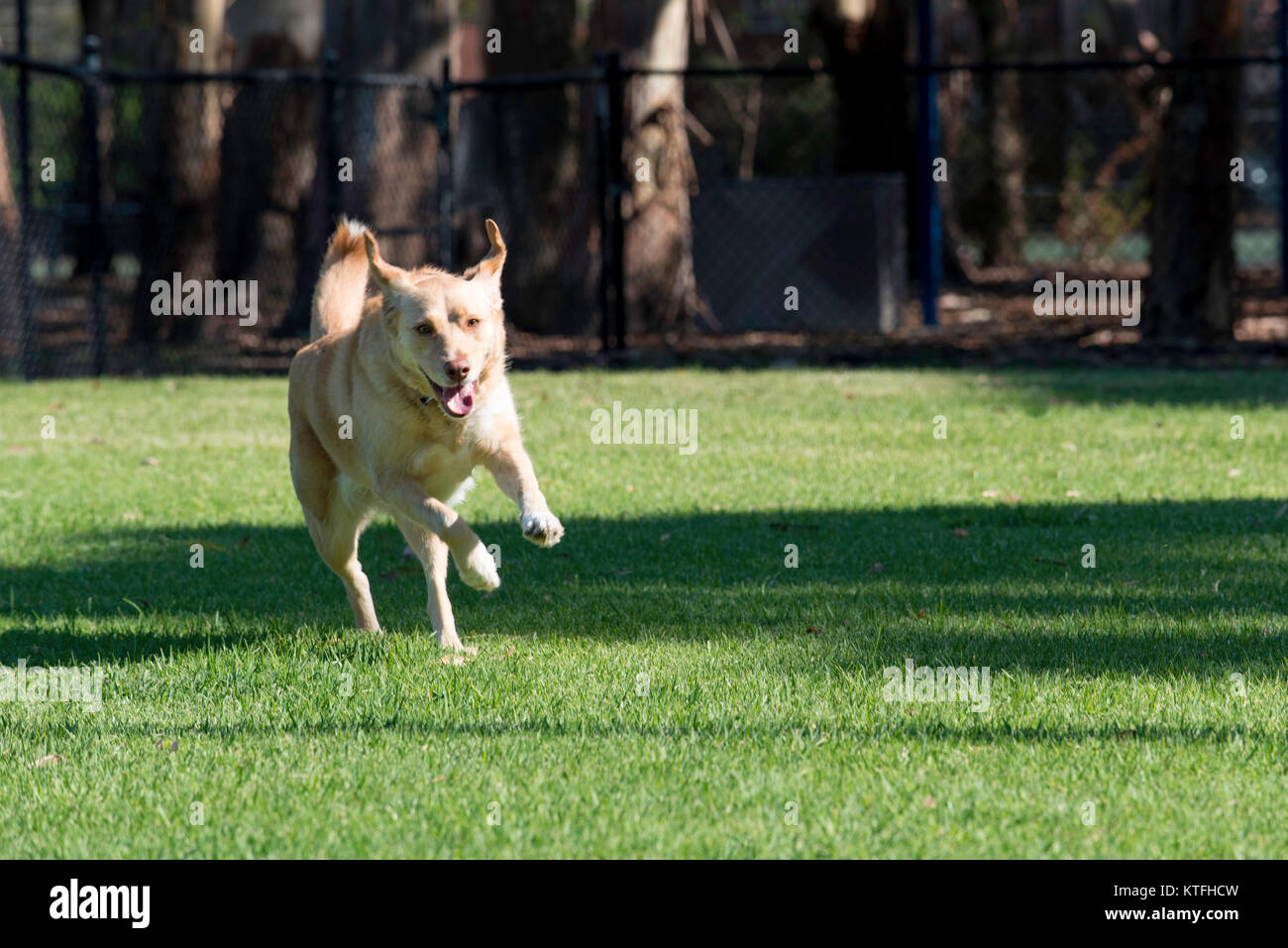 Un cane felicemente in esecuzione in un parco di Sydney Foto Stock