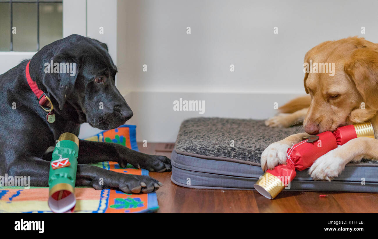 Un cane guarda mentre un altro mastice su un cracker di Natale o bonbon. Foto Stock