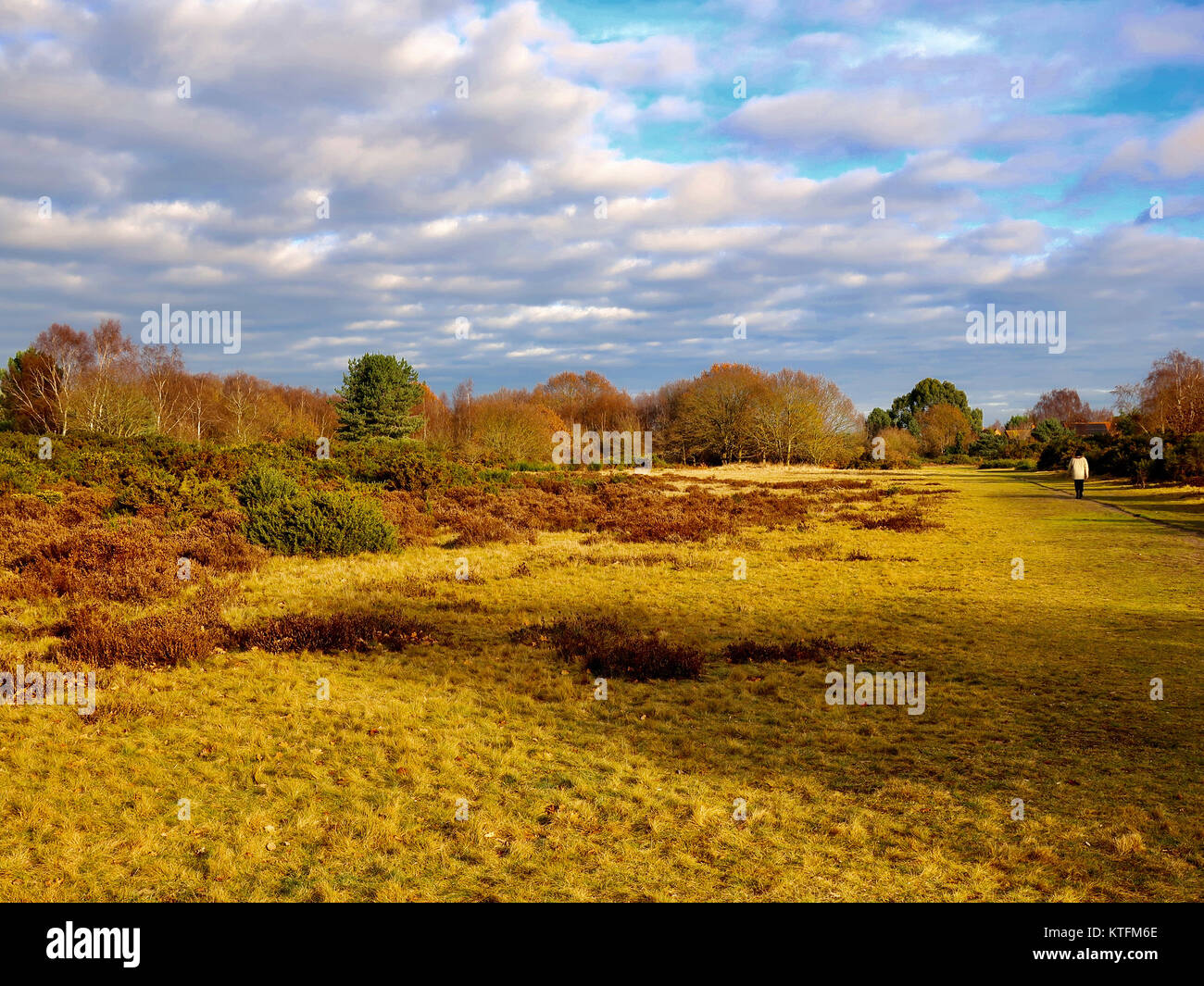 Suffolk, Regno Unito. 24th Dec, 2017. UK Weather: Mite and Bright la vigilia di Natale mattina a Martlesham Heath, Suffolk. Foto Stock