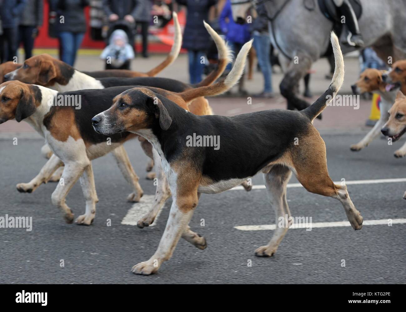 Northallerton. North Yorkshire. Regno Unito. Il 26 dicembre, 2017. I segugi arrivano. Hurworth Hunt. Northallerton. North Yorkshire. Regno Unito. 26/12/2017. Credito: Sport In immagini/Alamy Live News Foto Stock