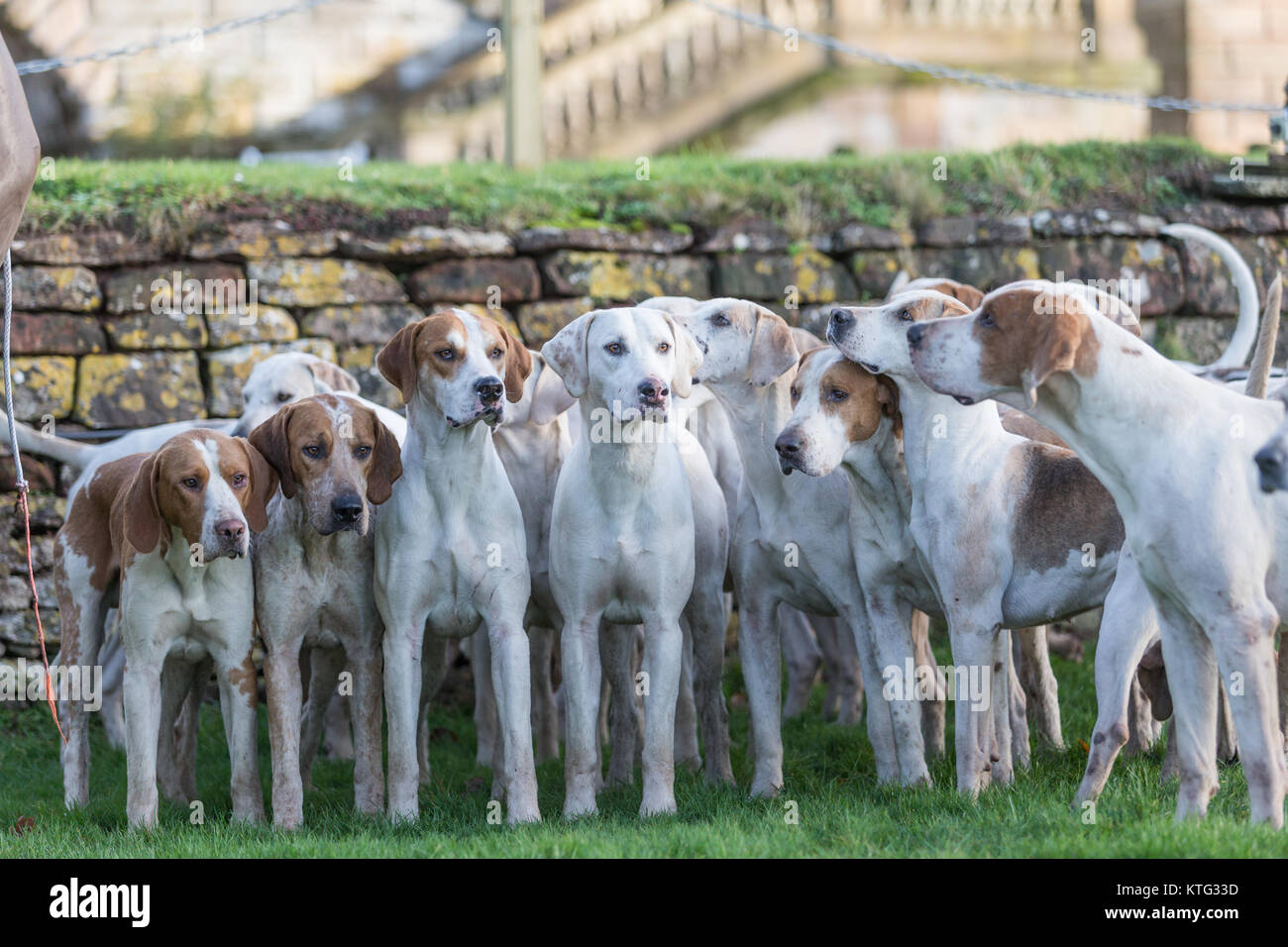 Fox hounds a caccia britannico sale riunioni Foto Stock