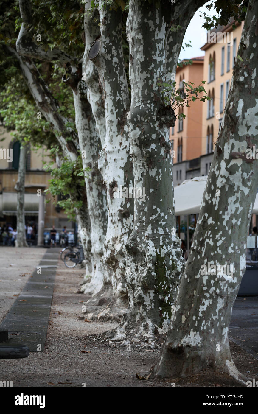 Vista della piazza Napoleone - Lucca Toscana Foto Stock