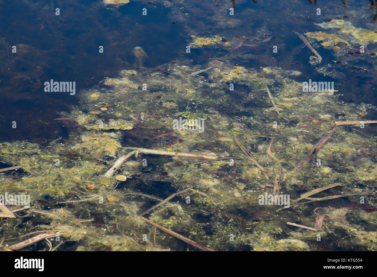 Rana verde in Rietzer vedere (Lago Rietz) che è una riserva naturale vicino alla città di Brandeburgo nella Germania nord-orientale con due laghi poco profondi e partite Foto Stock