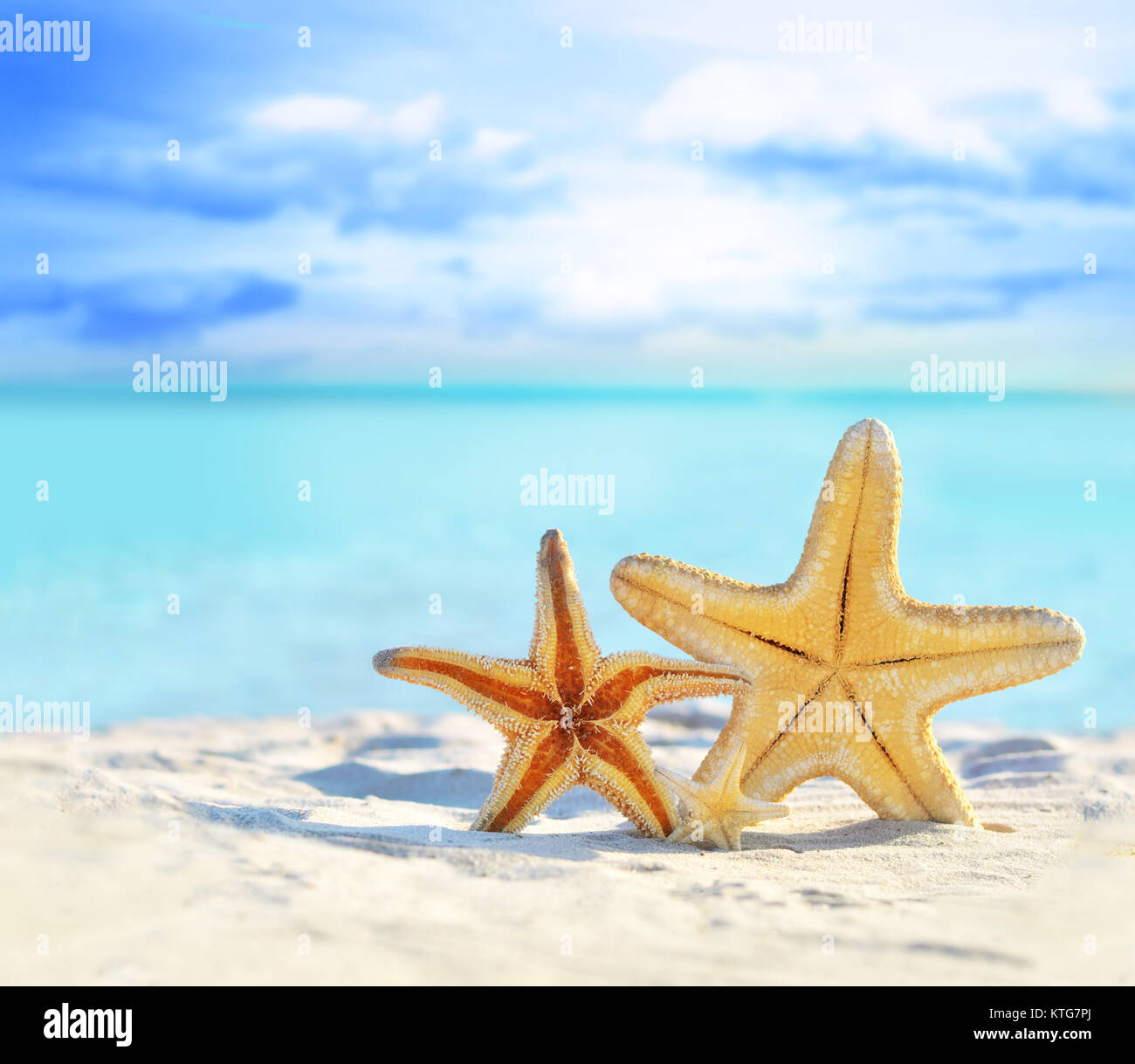 Stella di mare sulla spiaggia di sabbia a Sfondo oceano Foto Stock