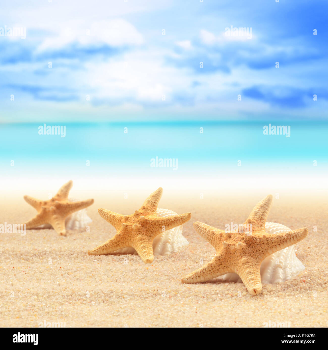 Conchiglie e stelle marine sulla spiaggia sabbiosa a Sfondo oceano Foto Stock