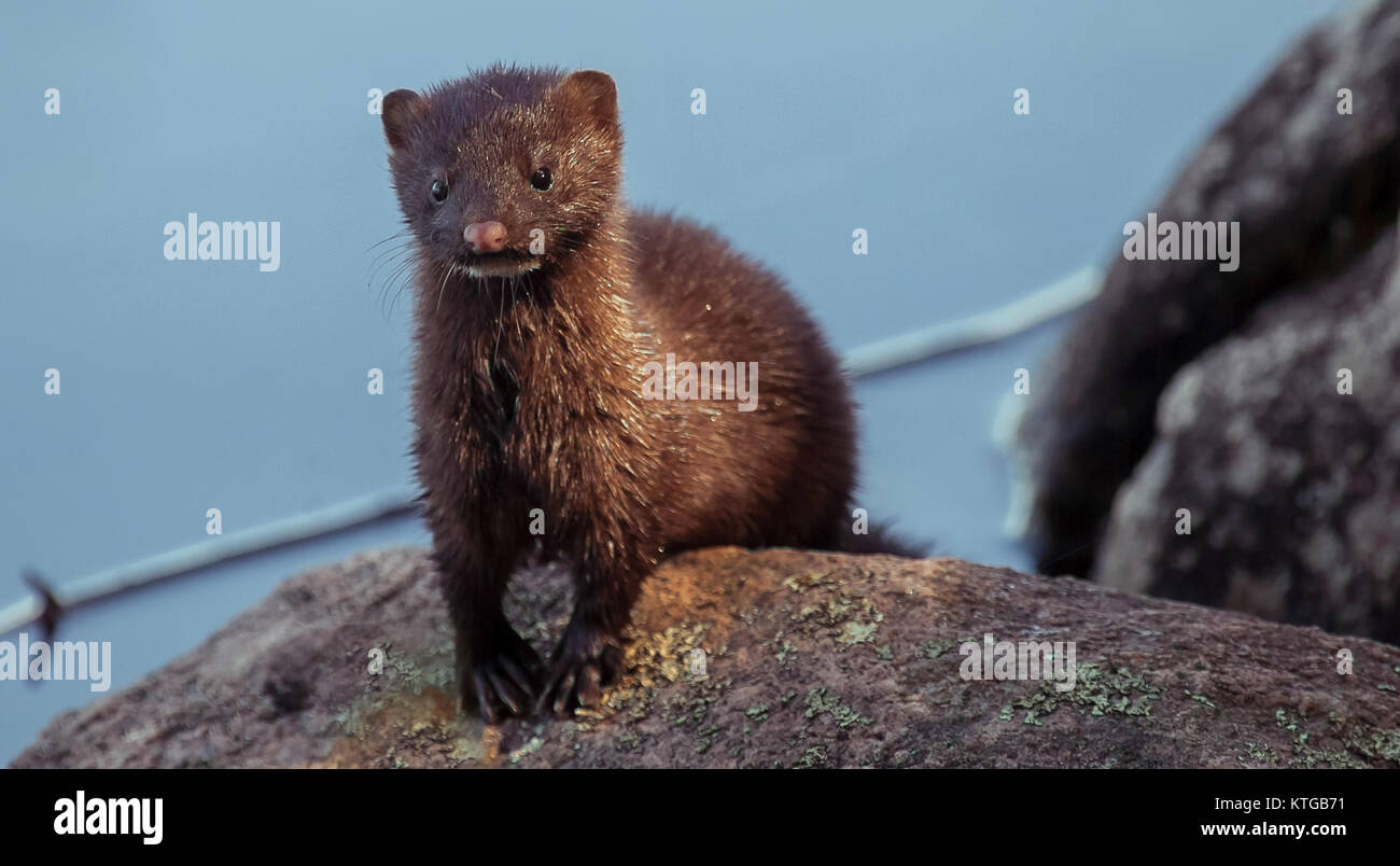 Mink nel nord Ontario Canada Foto Stock