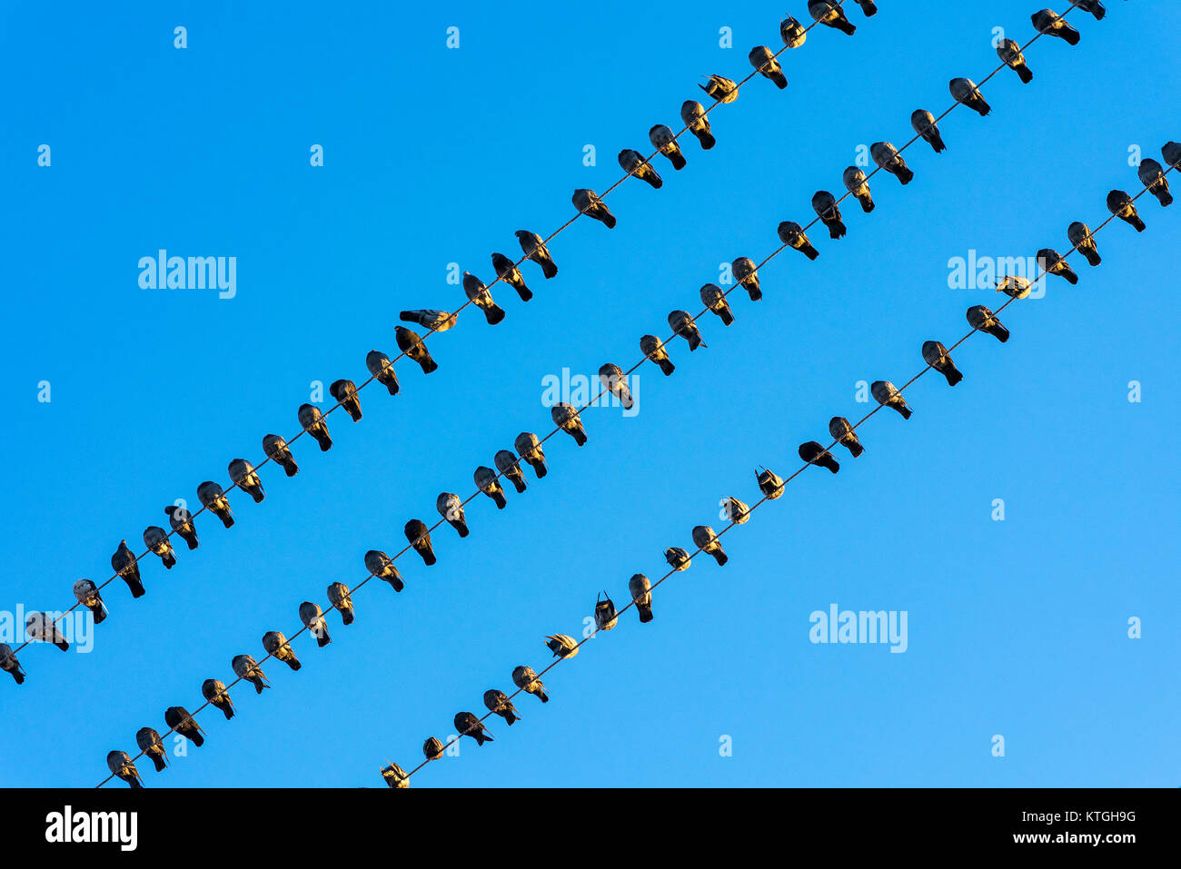Gli uccelli in un filo, piccioni sui fili. Foto Stock