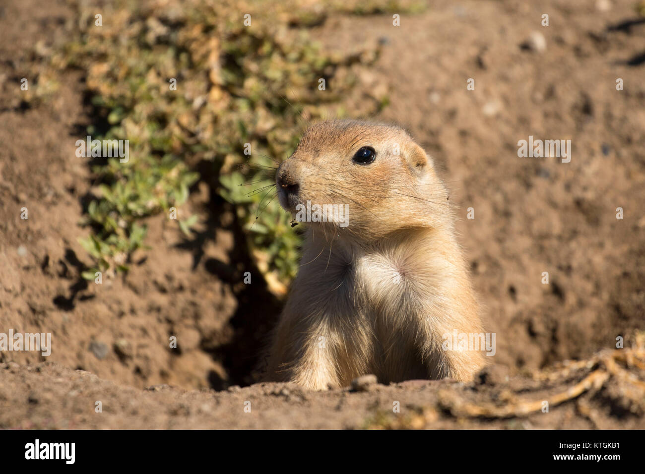 Cane della prateria, Graycliff Prairie Dog Town State Park, Montana Foto Stock