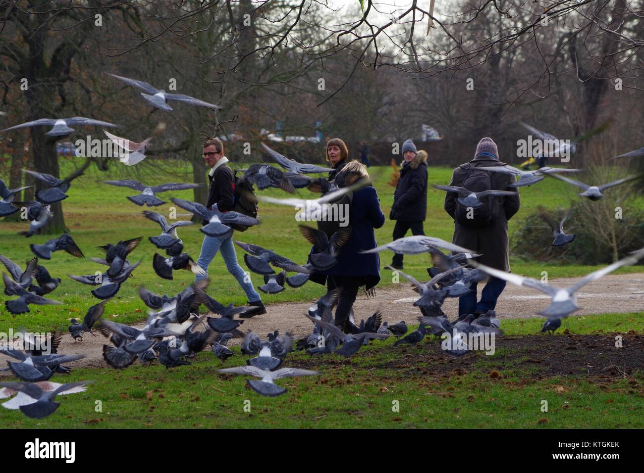 Gregge di battenti piccioni selvatici (Columba livia domestica) in giardini di Kensington, London, Regno Unito. Dicembre 2017. Foto Stock