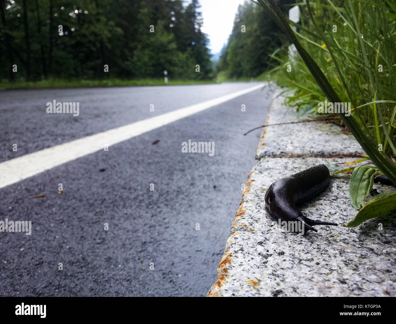 Snail colpendo la strada nella regione di Berchtesgaden, Baviera, Germania meridionale Foto Stock