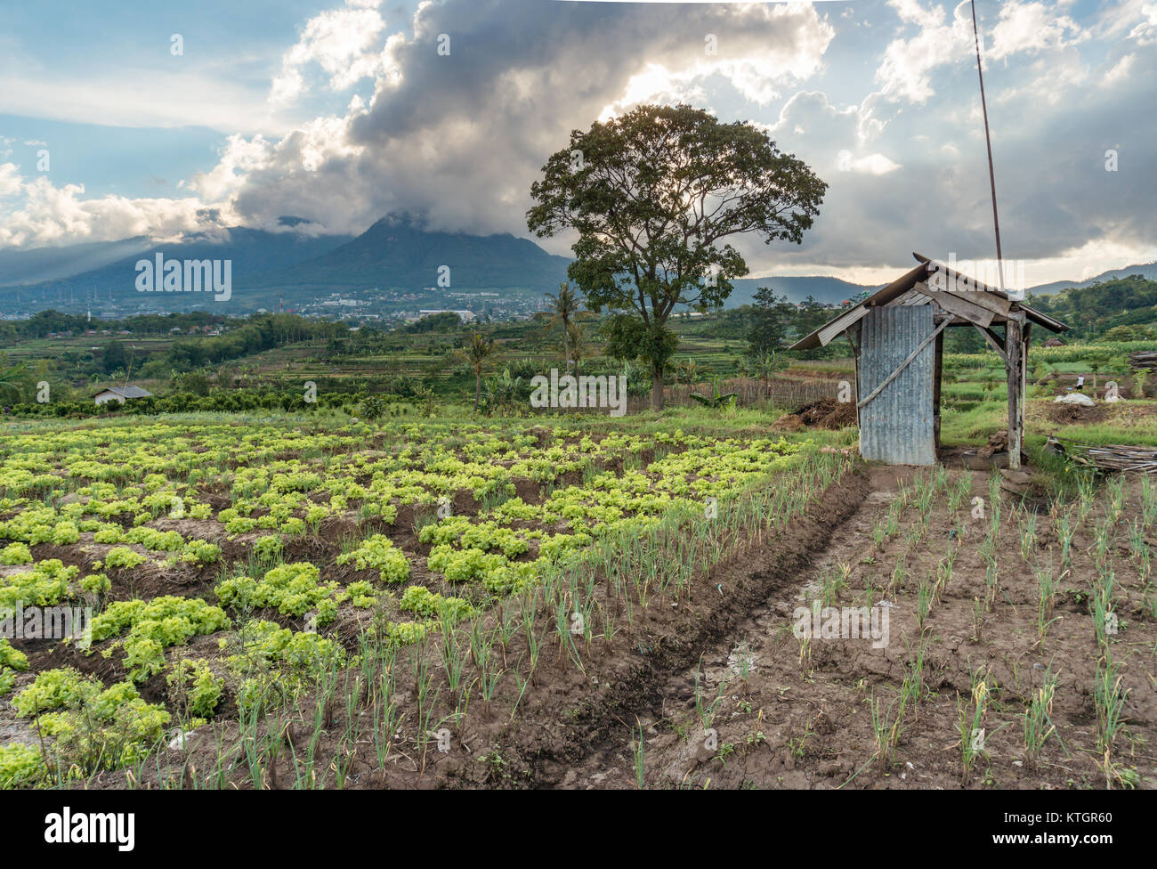 Malang e Terrazza Mojokerto Foto Stock