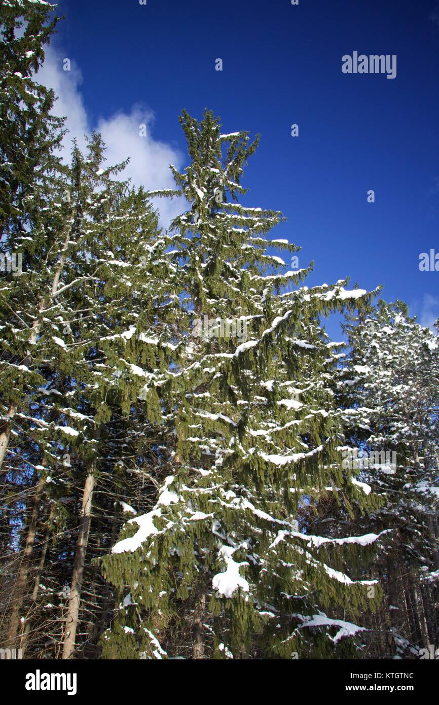 Luce diurna esterna ricopriva ad albero nella neve con semi-nuvoloso cielo blu in background in Chestnut Ridge Park in Orchard Park, New York in Erie County Foto Stock