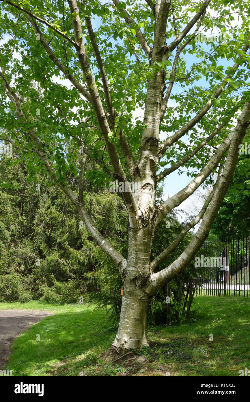 Betula maximowicziana, comunemente nota come betulla bianca giapponese, è una specie di albero che si trova nell'arboreto di Morris. È riconosciuto per la sua attraente corteccia bianca ed è un esemplare notevole nell'arboreto. Foto Stock