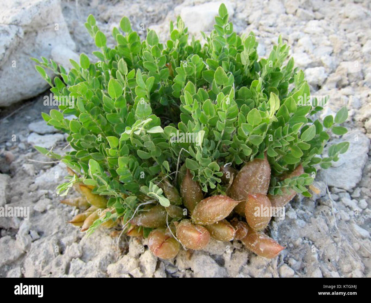 L'Astragalus megacarpus, noto anche come milkvetch a frutto grande, è una specie di legumi che si trova in Nord America. Produce baccelli grandi e ben distinti contenenti semi. Questa pianta si trova in genere in regioni aride e secche e svolge un ruolo nella fissazione dell'azoto nel suolo. Foto Stock