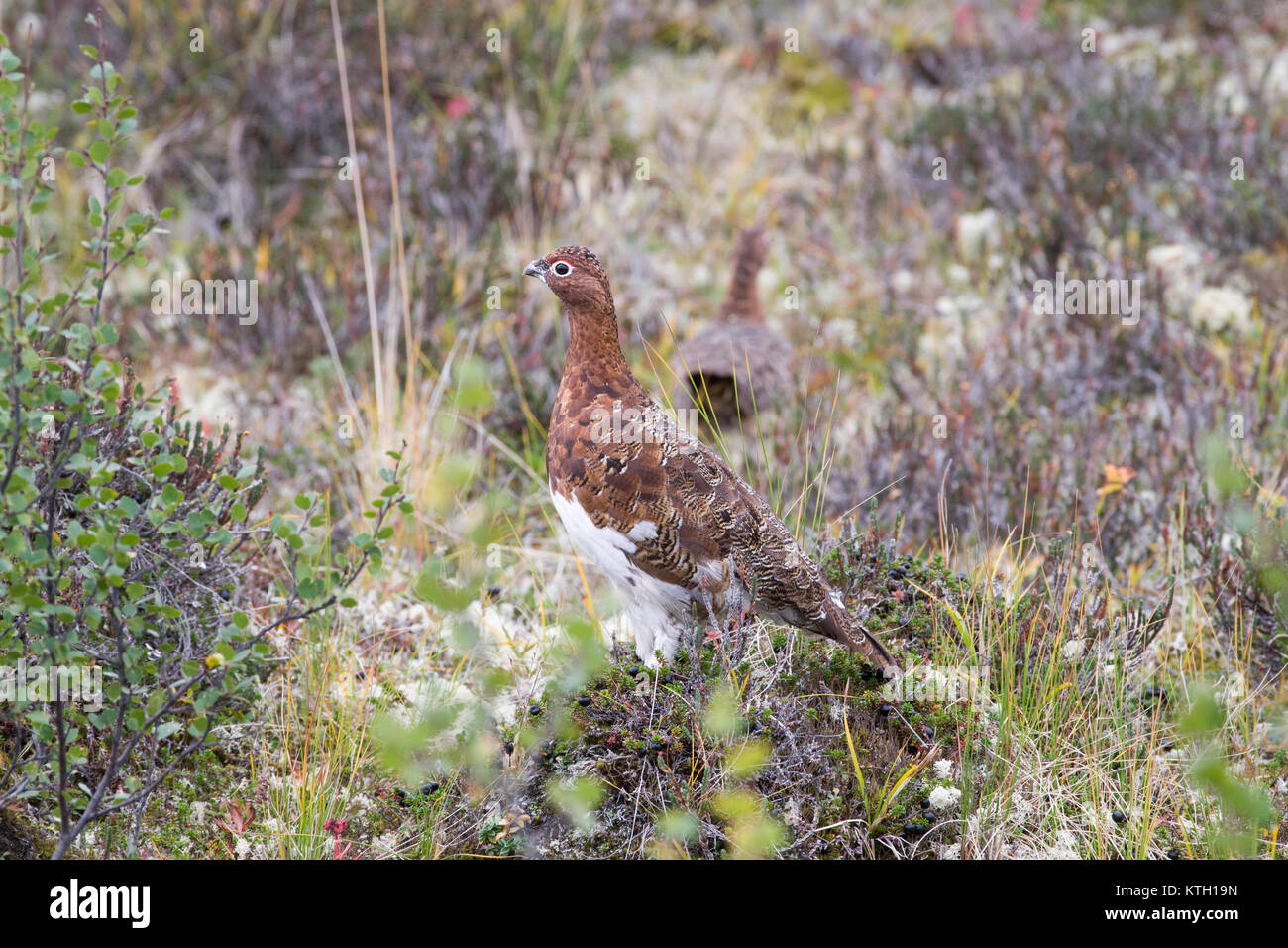 Willow Ptarmigan (Lagopus lagopus) sulla tundra alpina in Alaska. Foto Stock