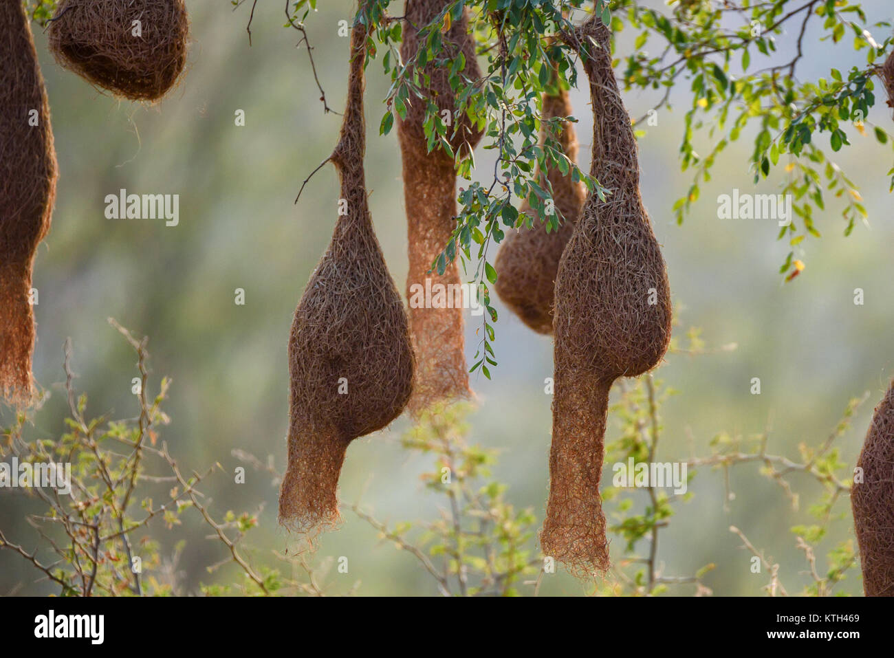 Baya weaver o Ploceus philippinus colonia nidificazione Foto Stock