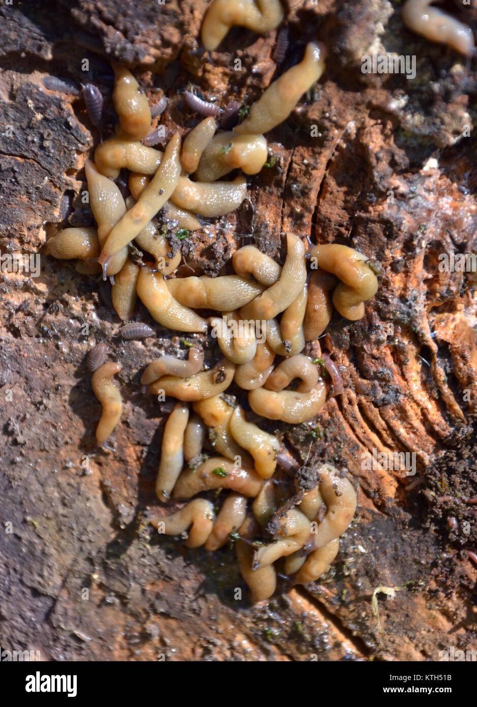Gruppo di spezzoni di mangiare in giardino sotto un ceppo di albero. L'invasione nel giardino. Slug invasiva. Problema del giardino. Foto Stock