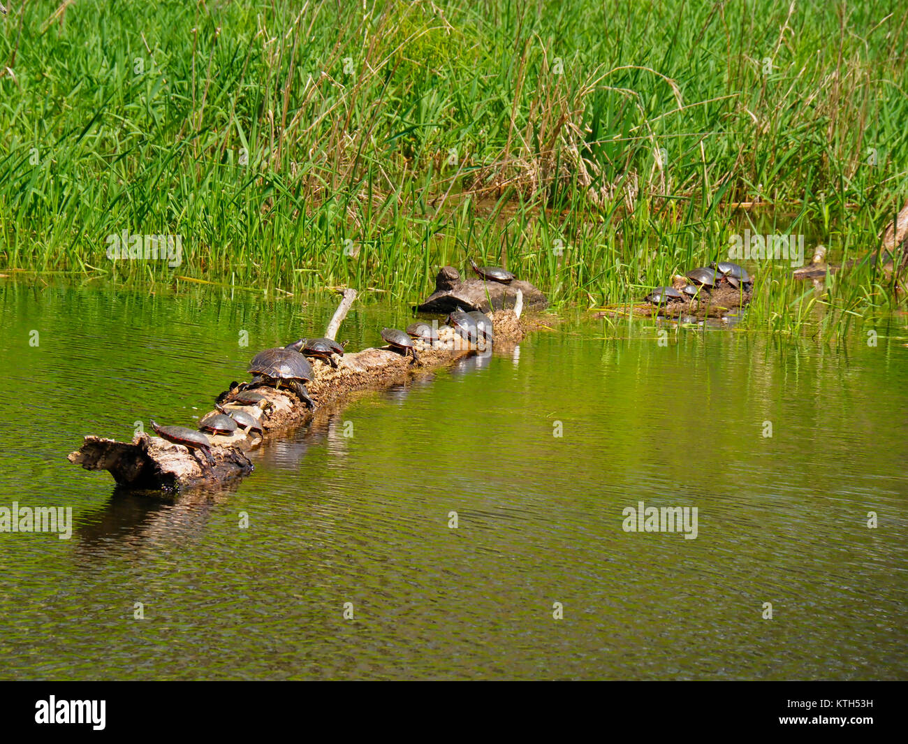 Le tartarughe marine, bacino Tozza, Ohio e Canale Erie Alzaia, Cuyahoga Valley National Park, Brecksville, Ohio, Stati Uniti d'America Foto Stock