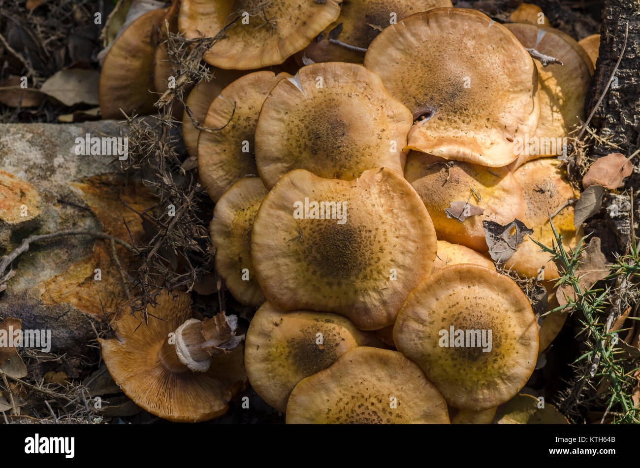 Chiodino (Armillaria mellea), funghi commestibili, Andalusia, Spagna. Foto Stock