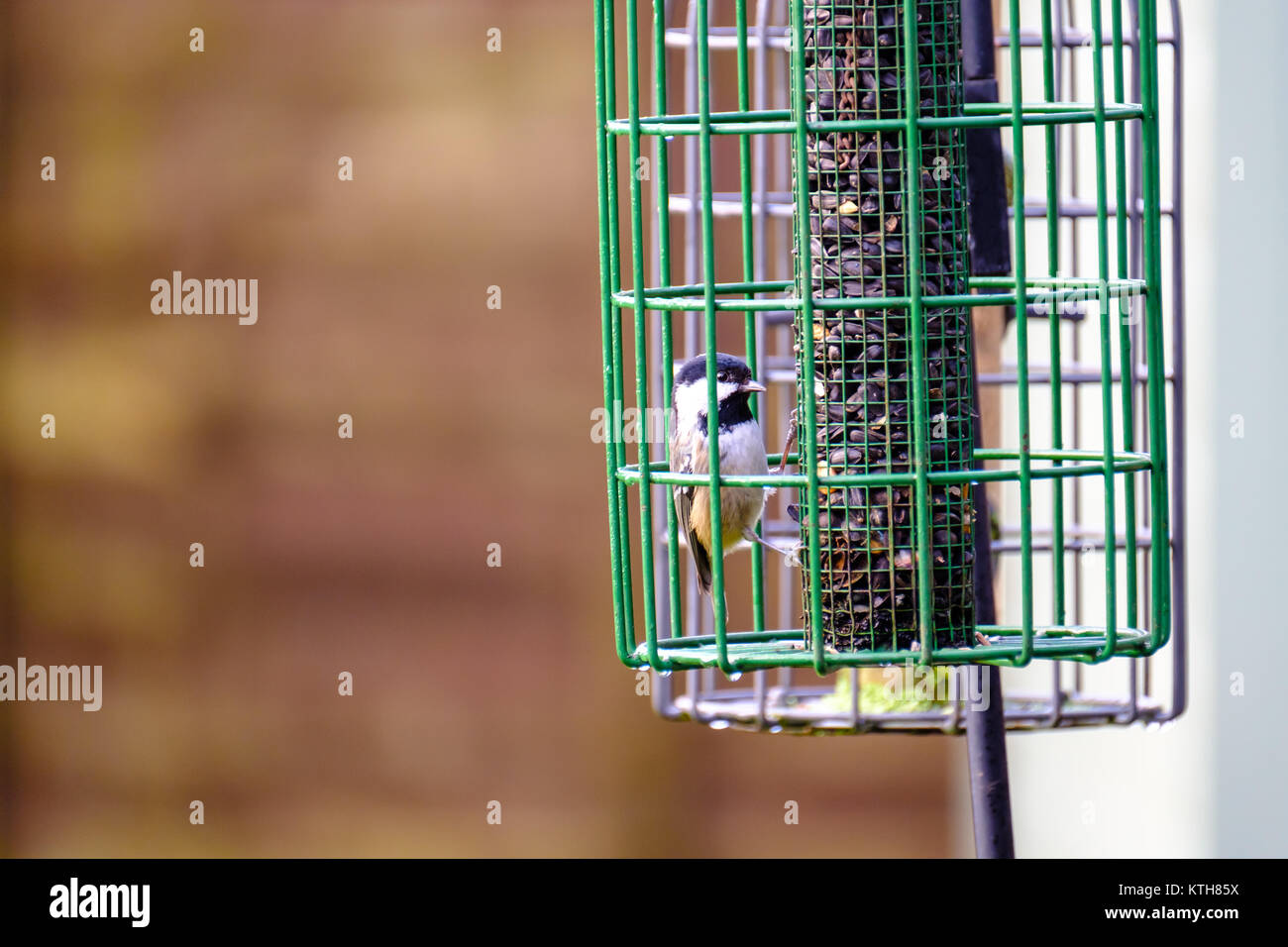 Un po' di carbone tit godendo di semi di girasole in un bird feeder. Foto Stock