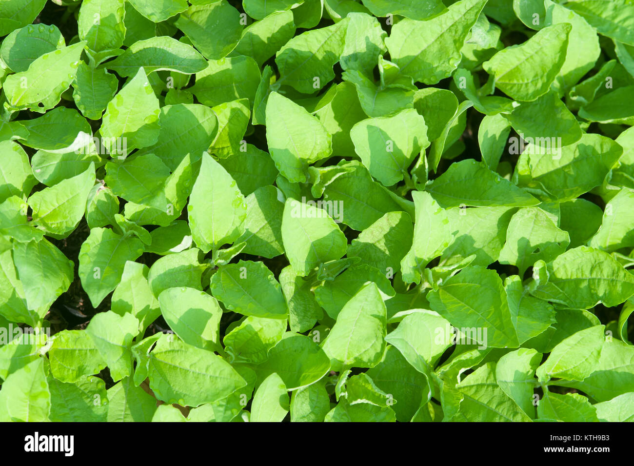 Close-up di verde piantina di Magnoliophyta crescente nella pentola. Foto Stock